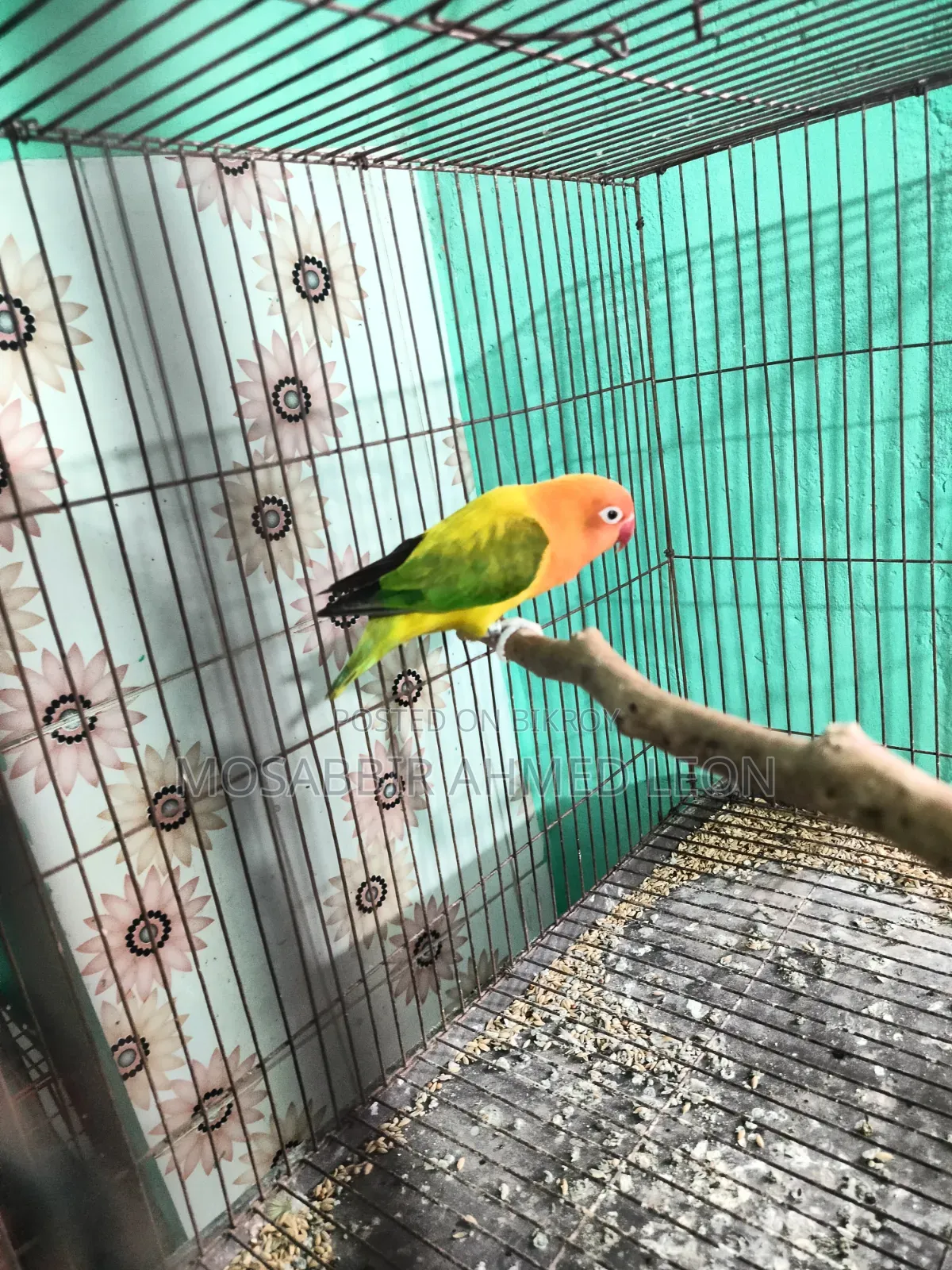 Active Female Green Euwing Opaline Lovebirds