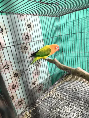 Active Female Green Euwing Opaline Lovebirds