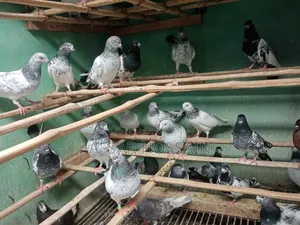 Greebaj Pigeon