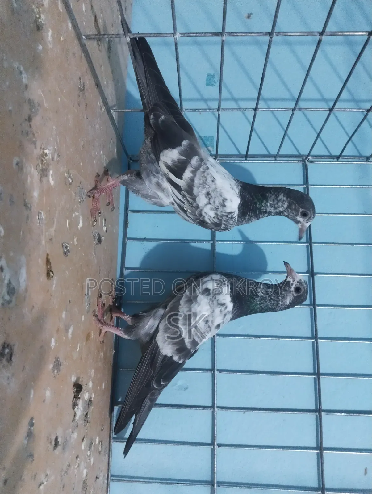 ওমান টেডি বেবি