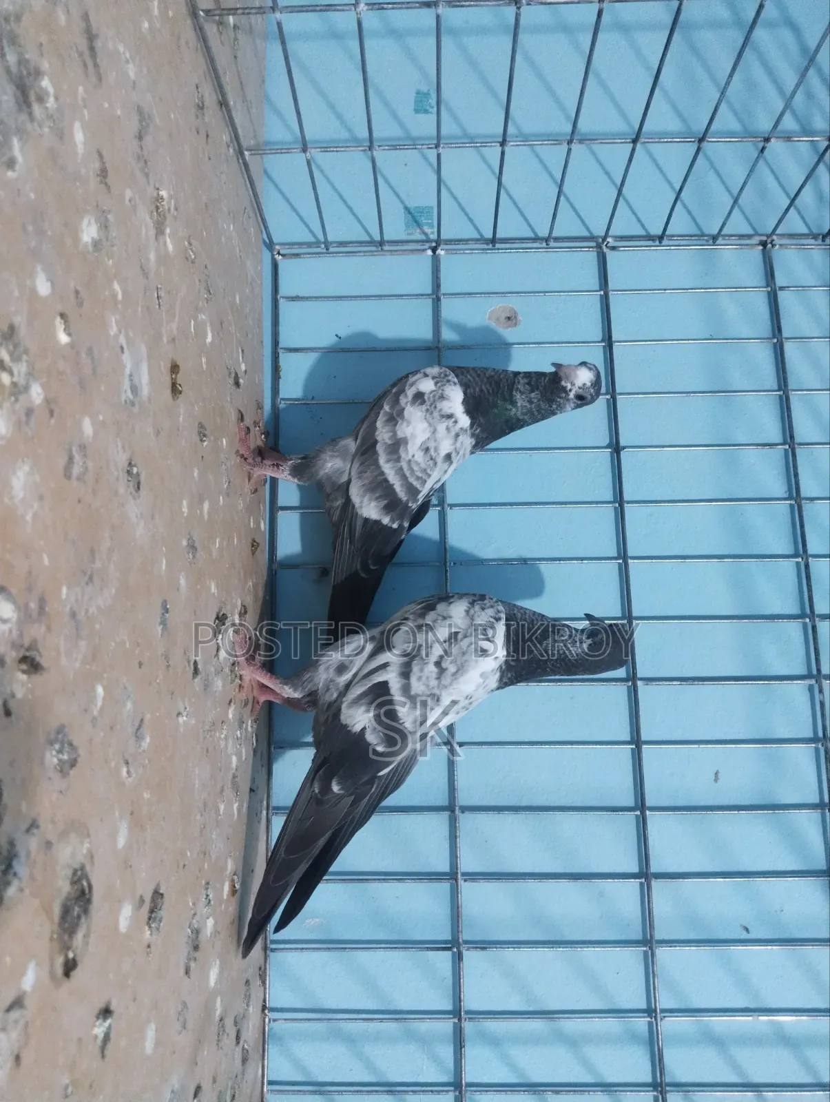 ওমান টেডি বেবি