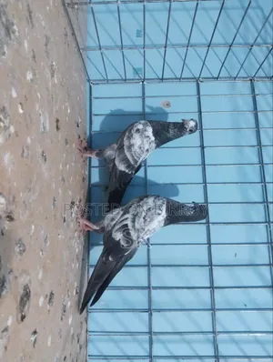 ওমান টেডি বেবি