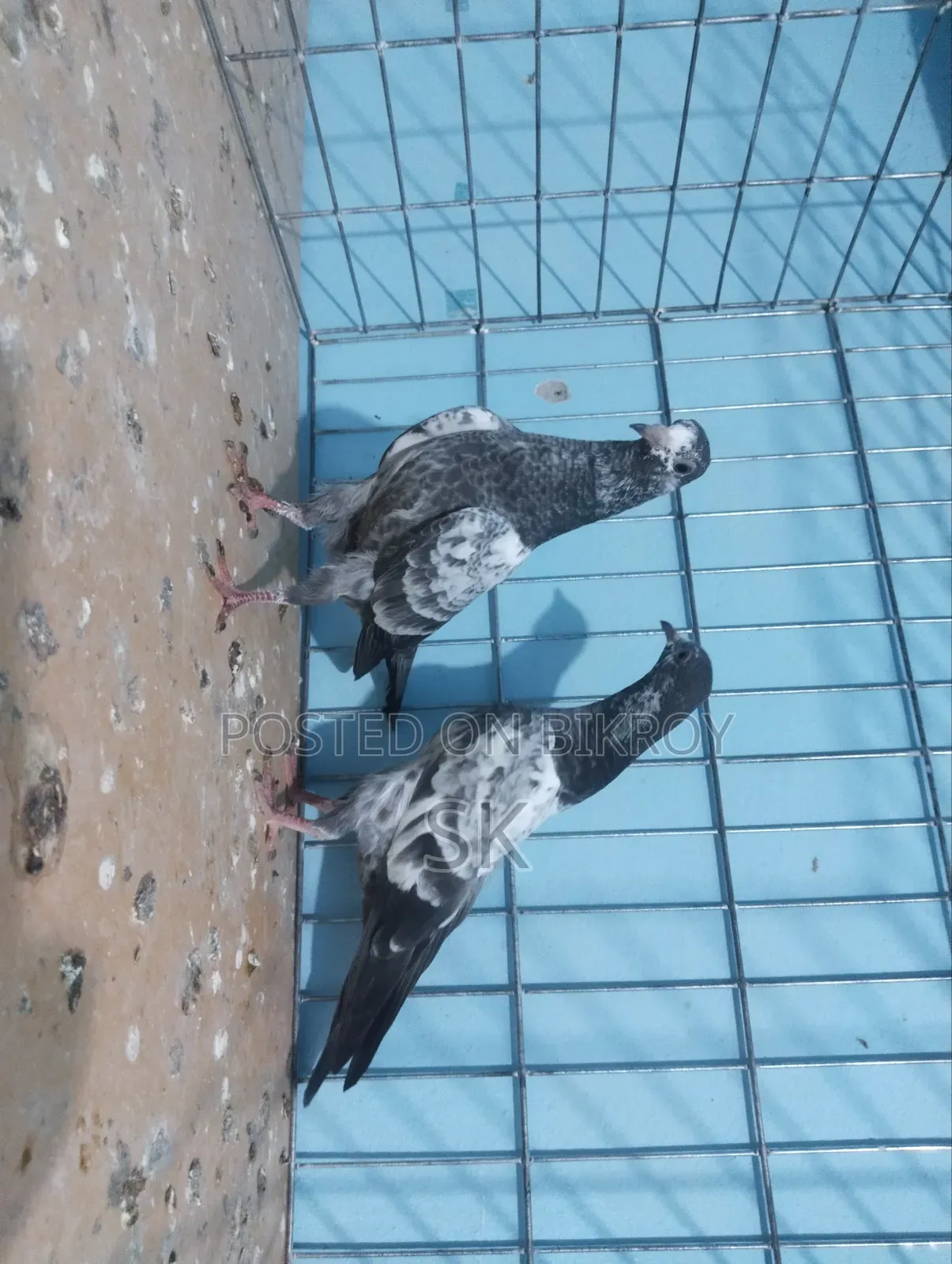 ওমান টেডি বেবি