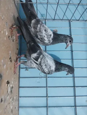 ওমান টেডি বেবি