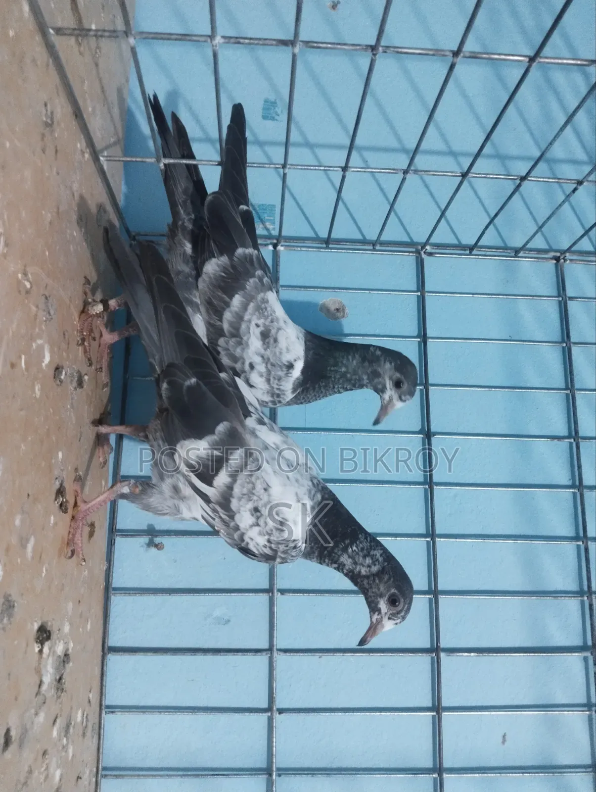 ওমান টেডি বেবি