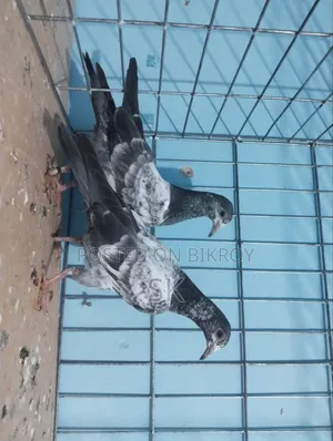 ওমান টেডি বেবি