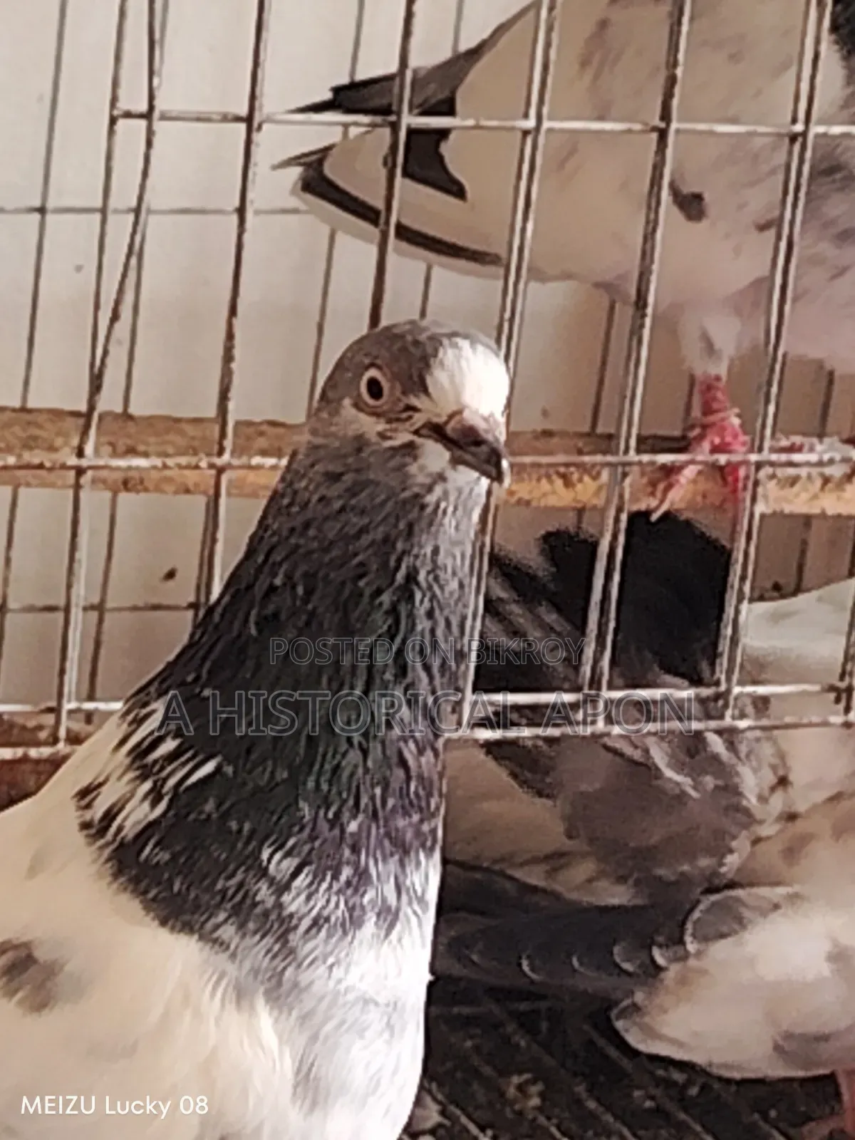 Taming Pigeons