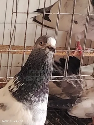 Taming Pigeons
