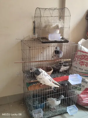 Taming Pigeons