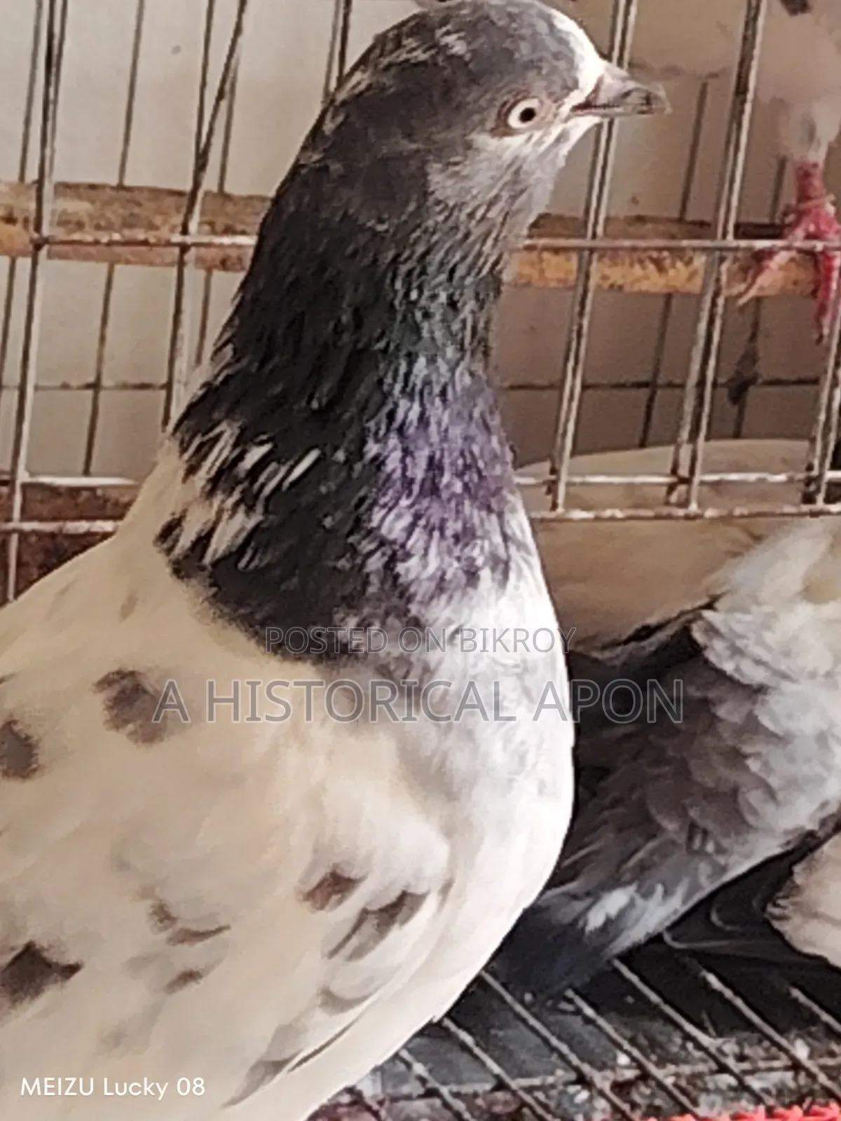 Taming Pigeons