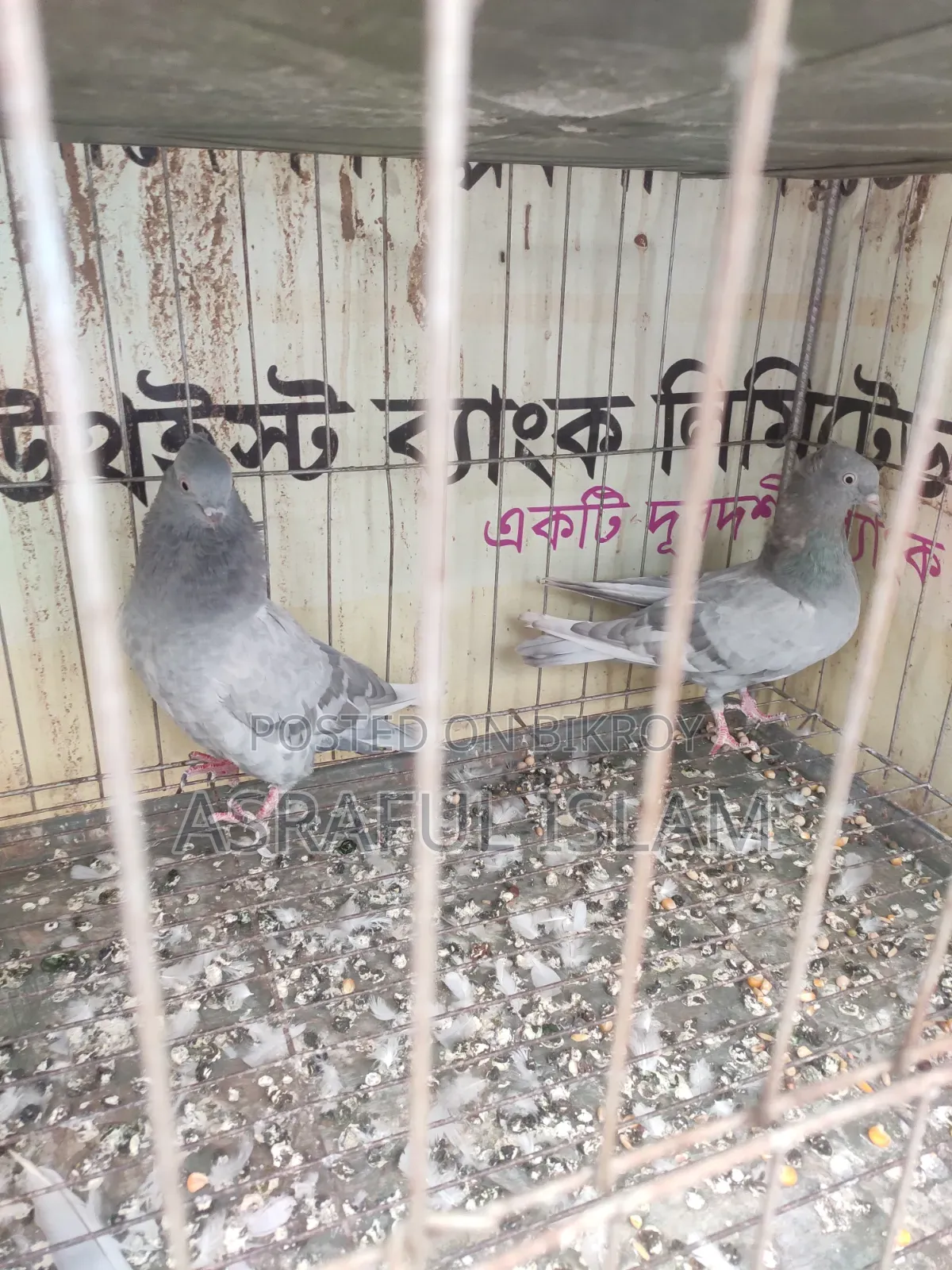 খাকি কবুতর সেল