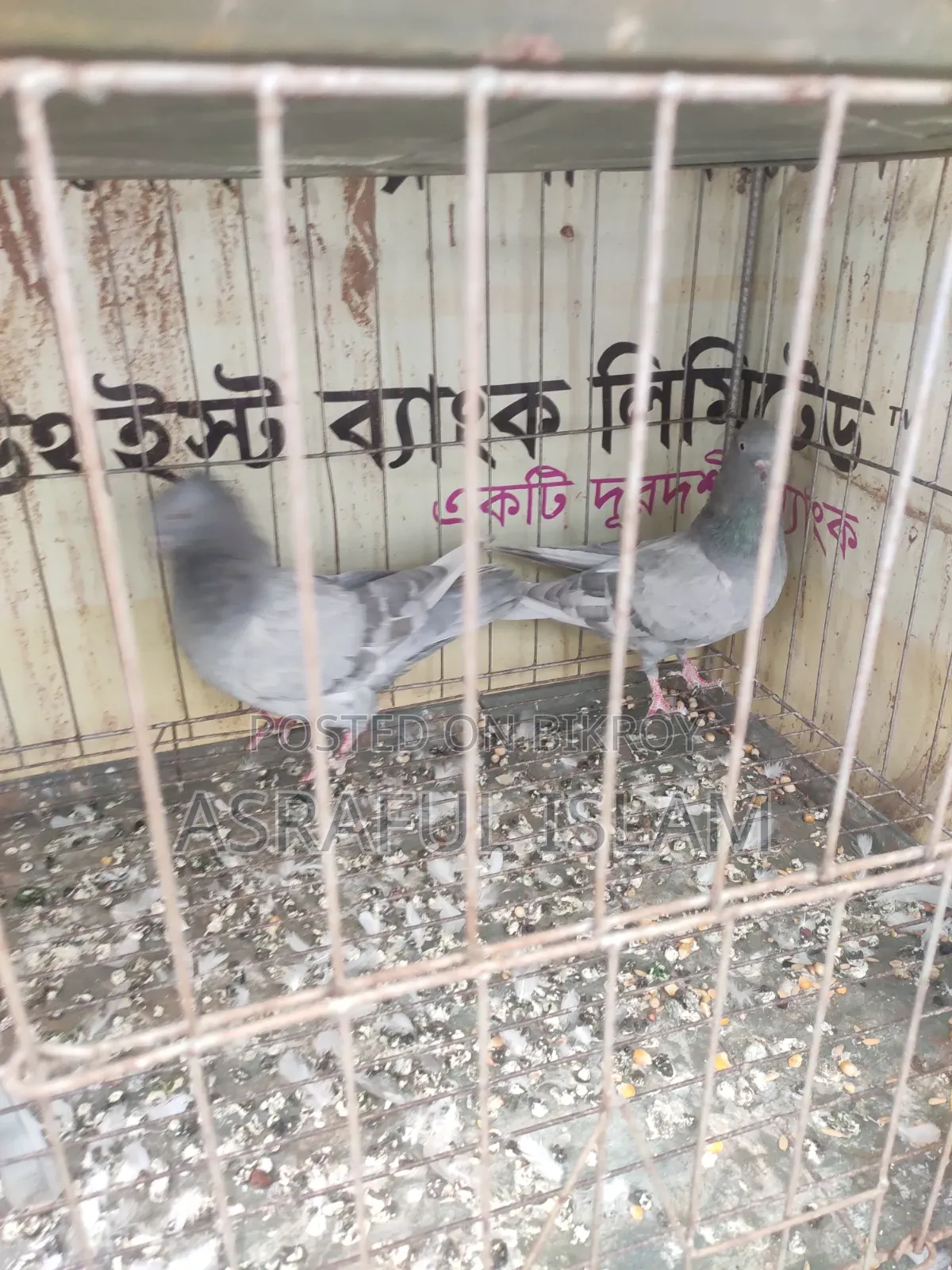 খাকি কবুতর সেল