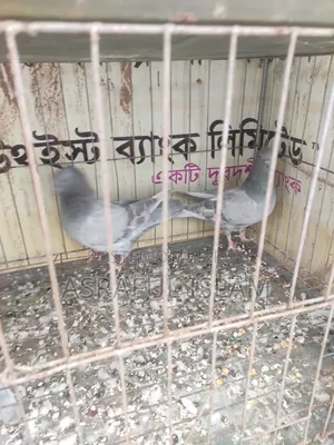 খাকি কবুতর সেল