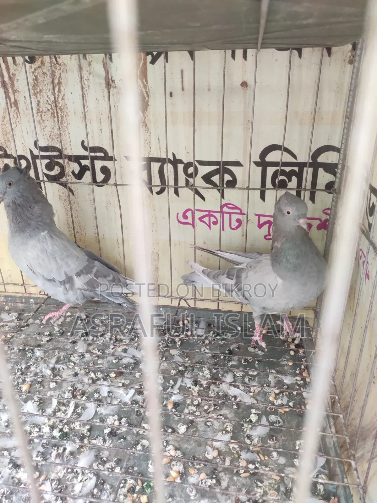 খাকি কবুতর সেল