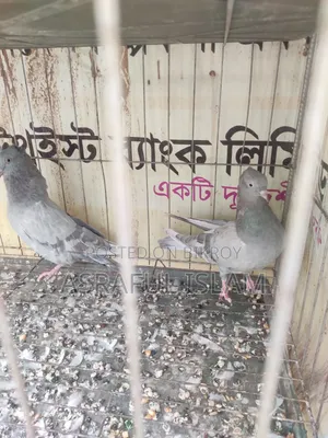 খাকি কবুতর সেল