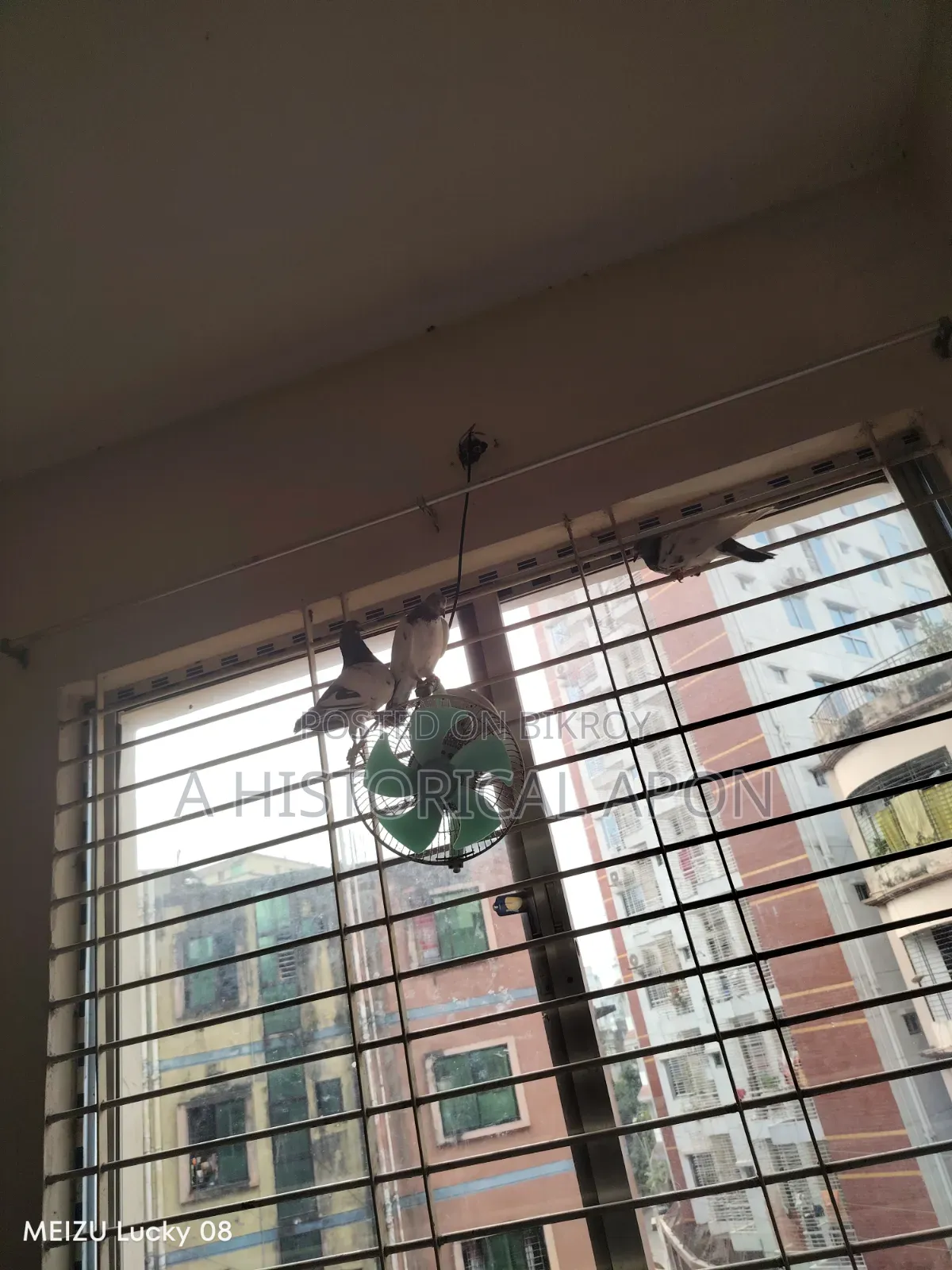 Taming Pigeons