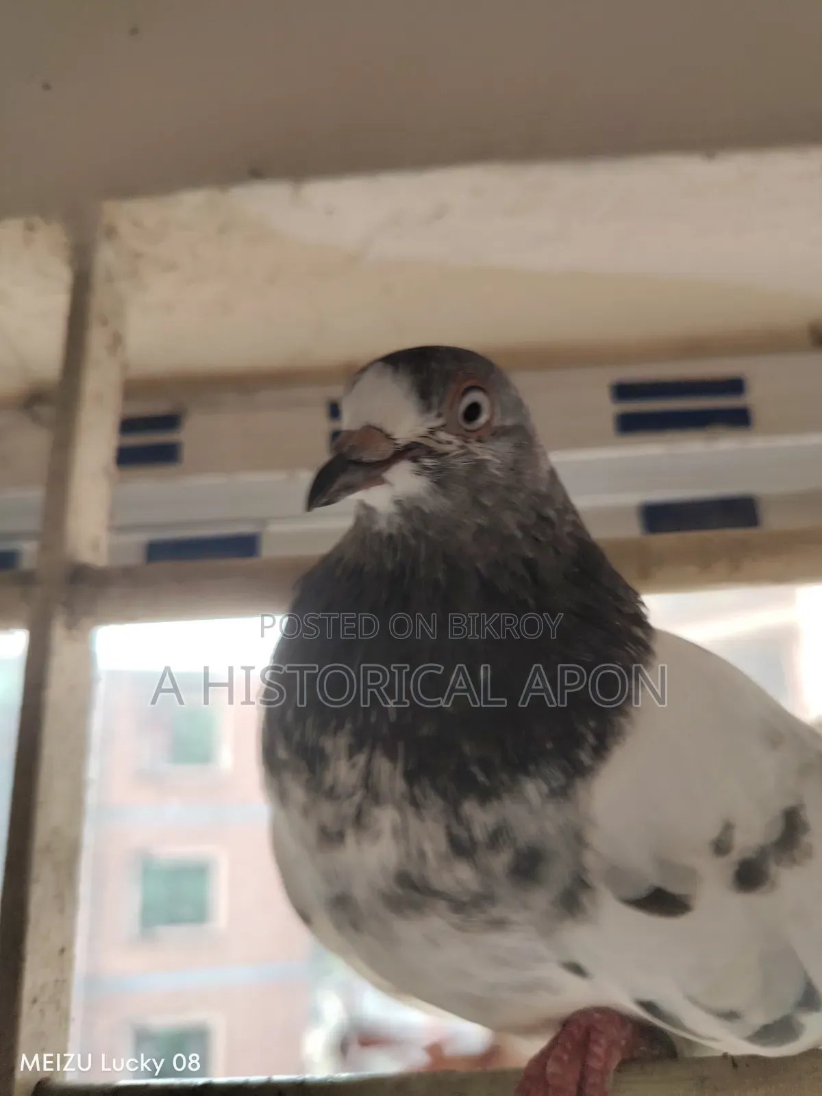 Taming Pigeons