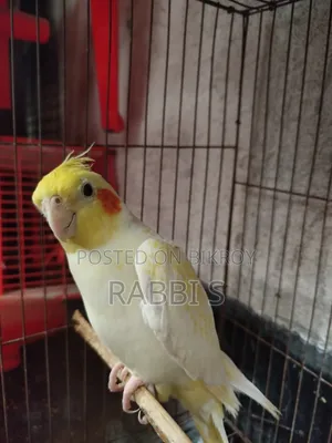 Cockatiel Lutino Pearl Pair