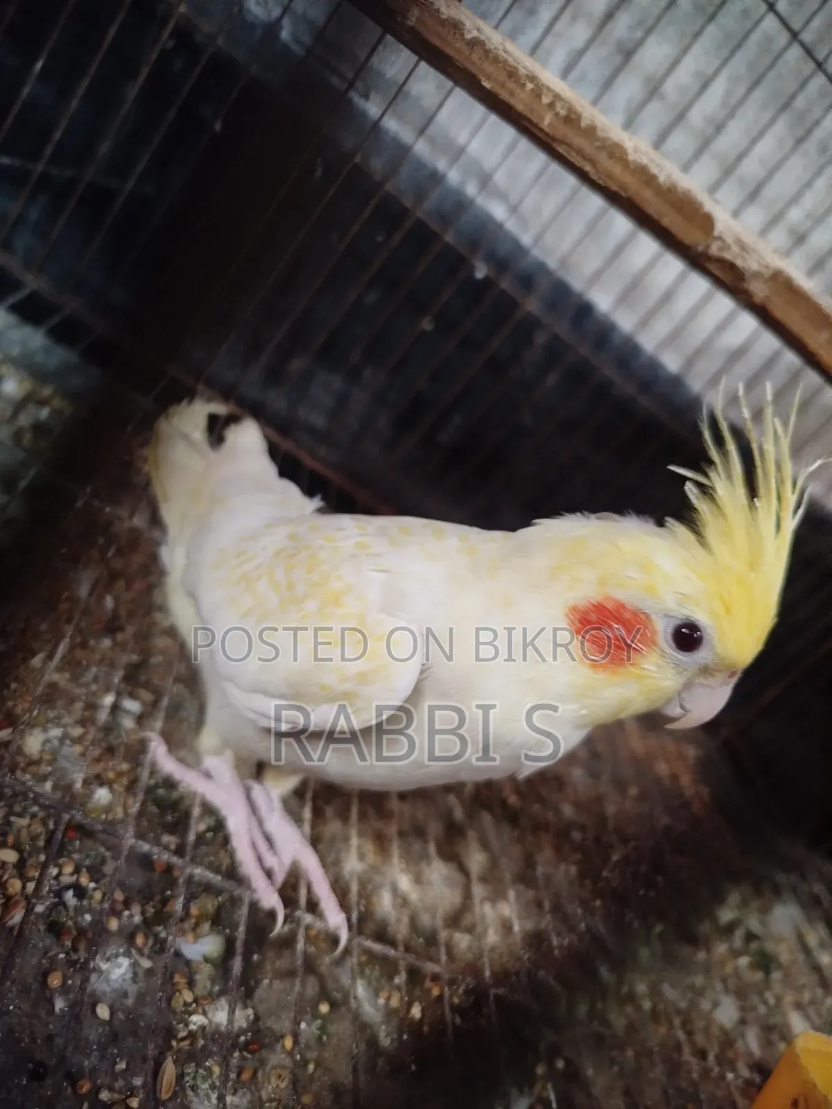 Cockatiel Lutino Pearl Pair