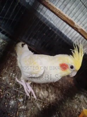 Cockatiel Lutino Pearl Pair
