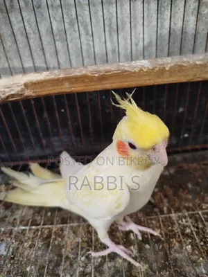 Cockatiel Lutino Pearl Pair