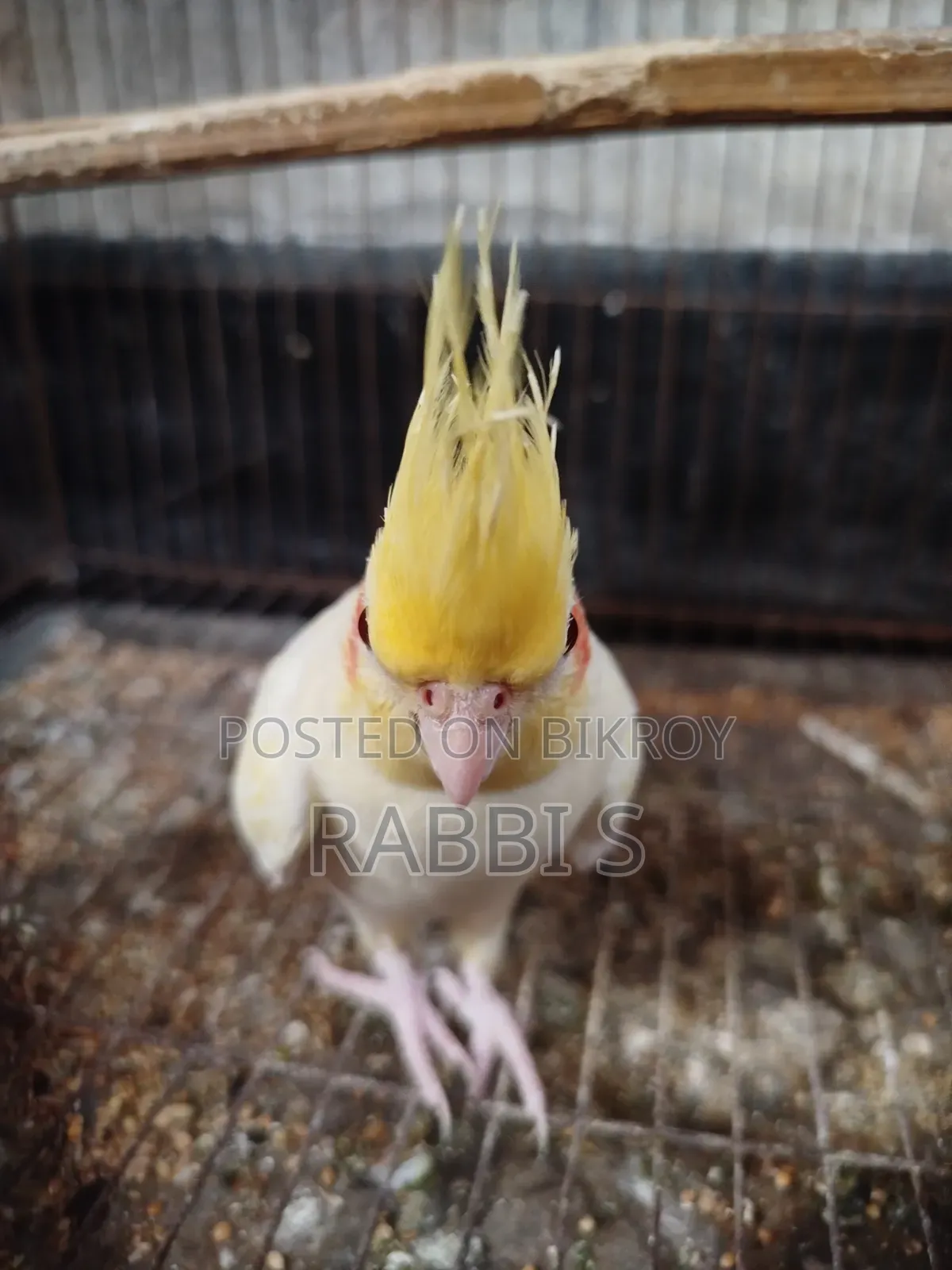 Cockatiel Lutino Pearl Pair