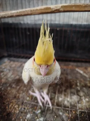 Cockatiel Lutino Pearl Pair