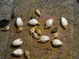 European Giant Coturnix Quail