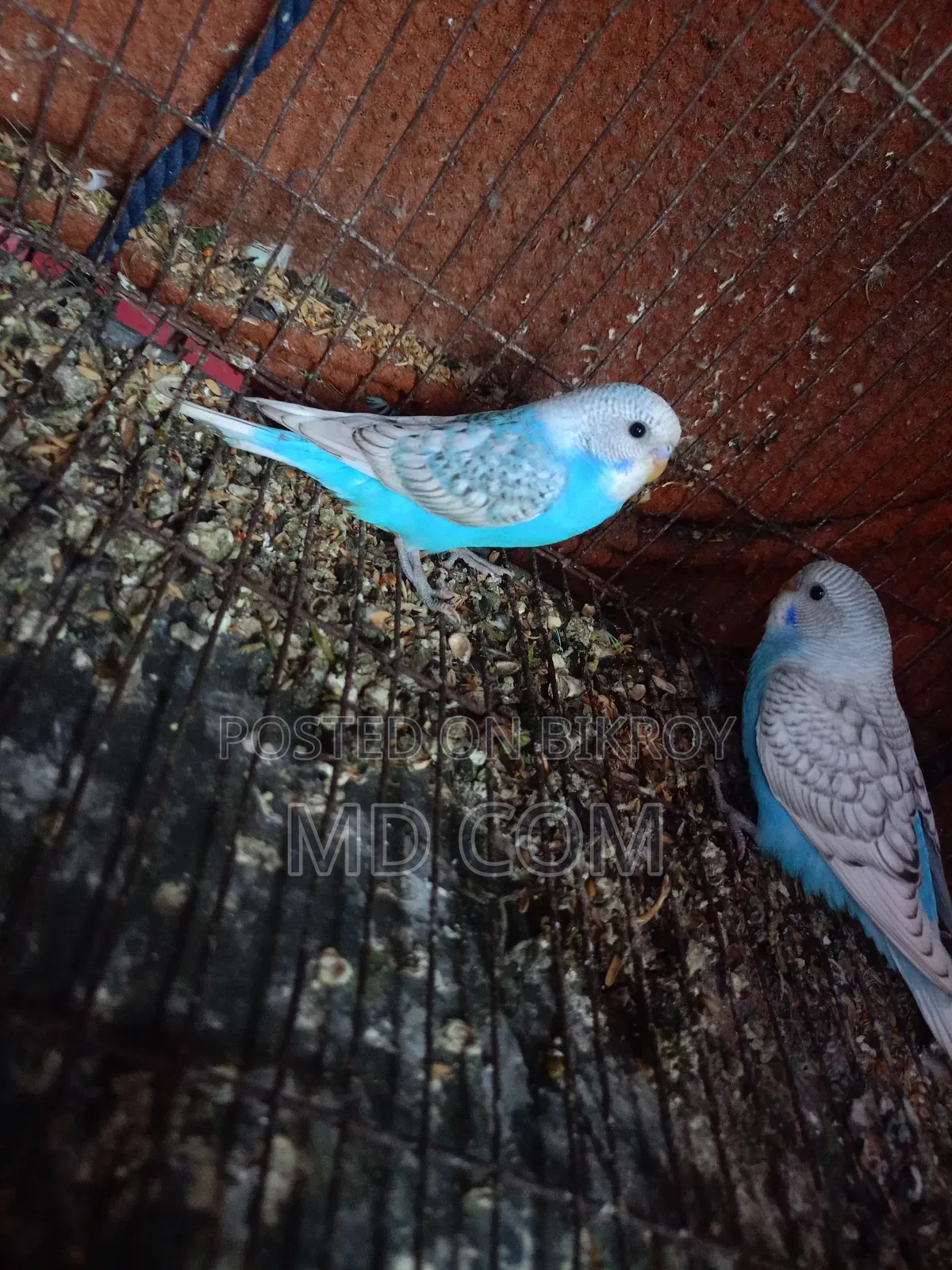Budgerigar Bird