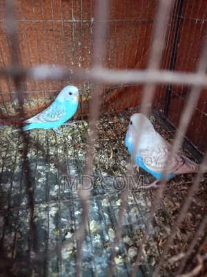 Budgerigar Bird