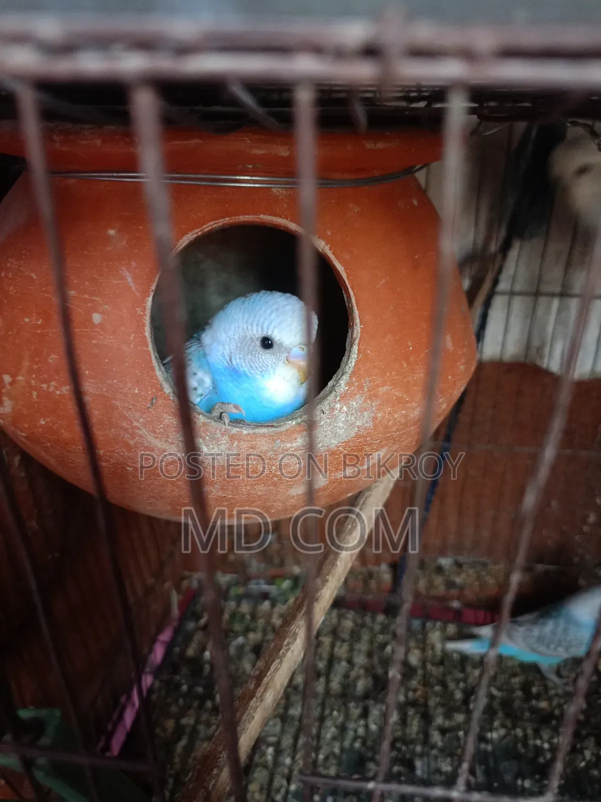 Budgerigar Bird