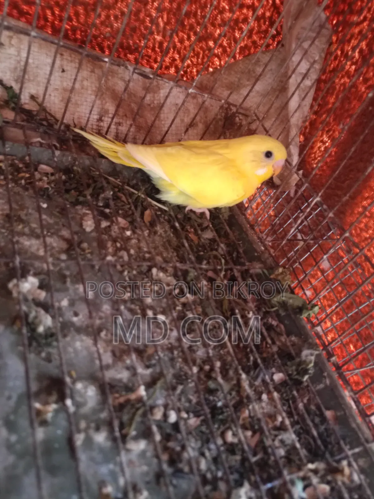Budgerigar Bird