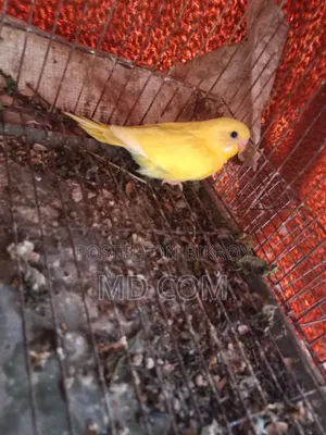 Budgerigar Bird