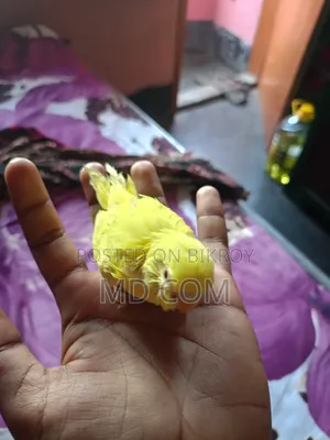 Lutino Budgerigar Baby
