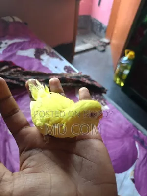 Lutino Budgerigar Baby