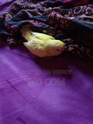 Lutino Budgerigar Baby