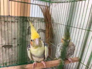 Cockatiel Bird