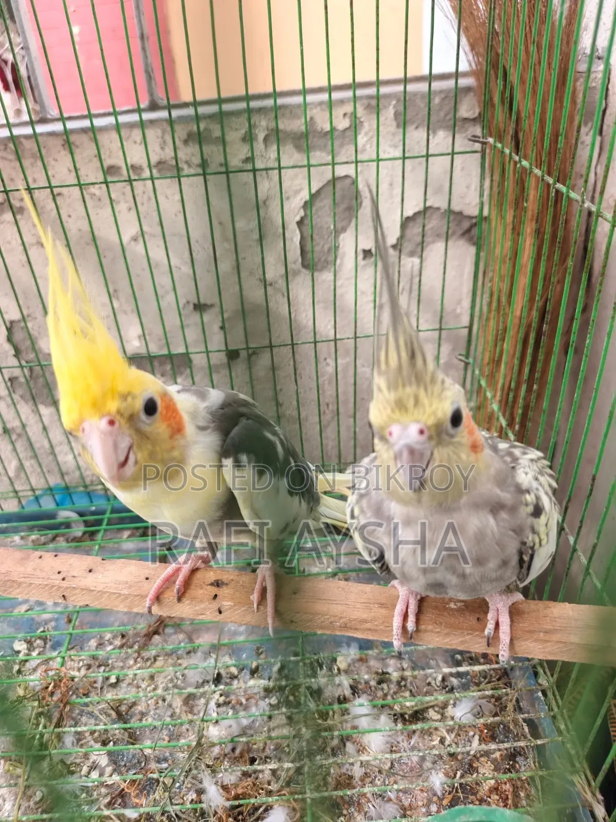 Cockatiel Bird