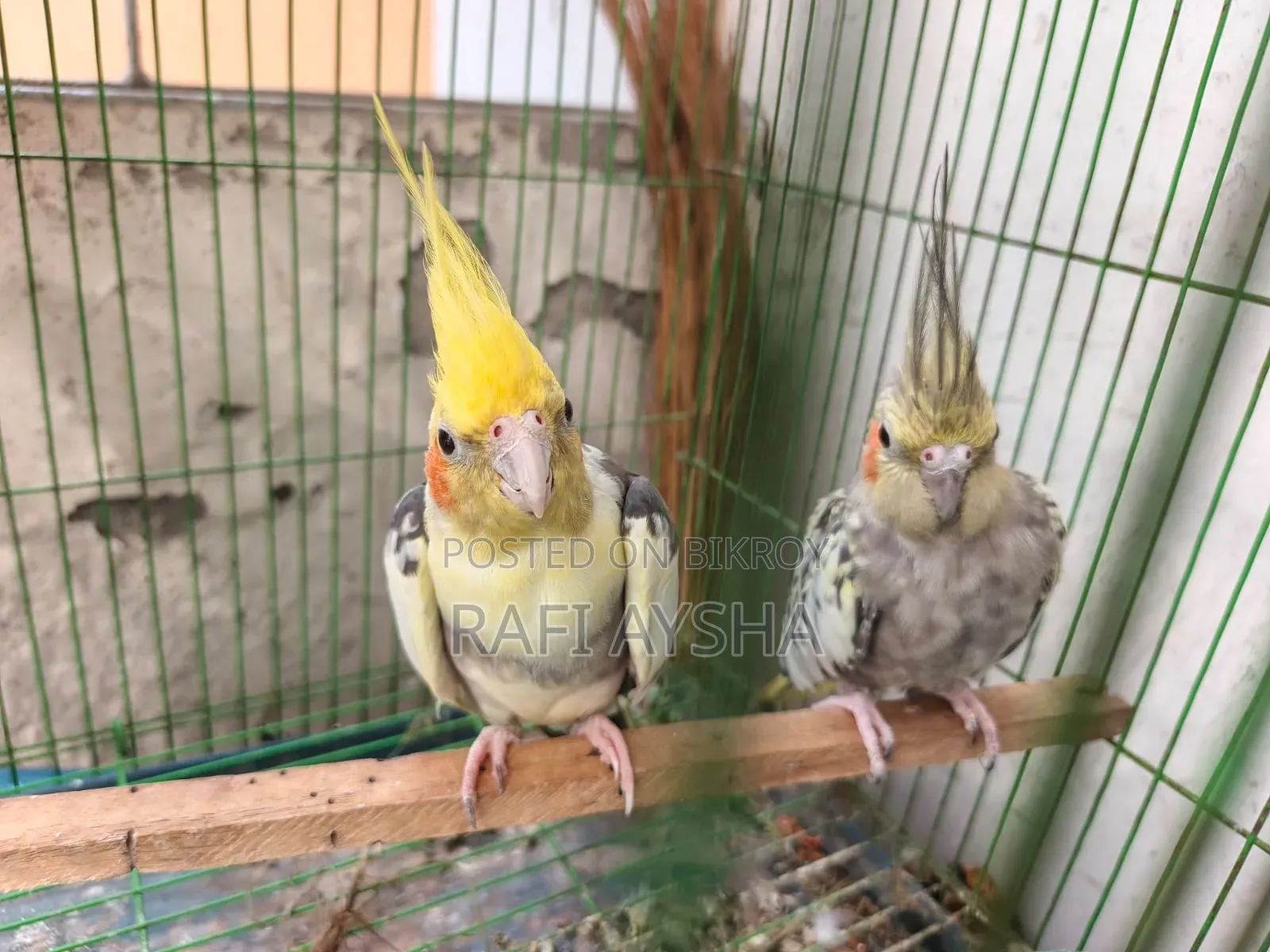 Cockatiel Bird
