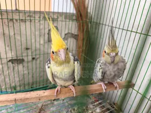 Cockatiel Bird