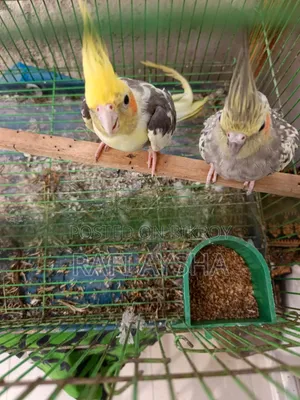 Cockatiel Bird