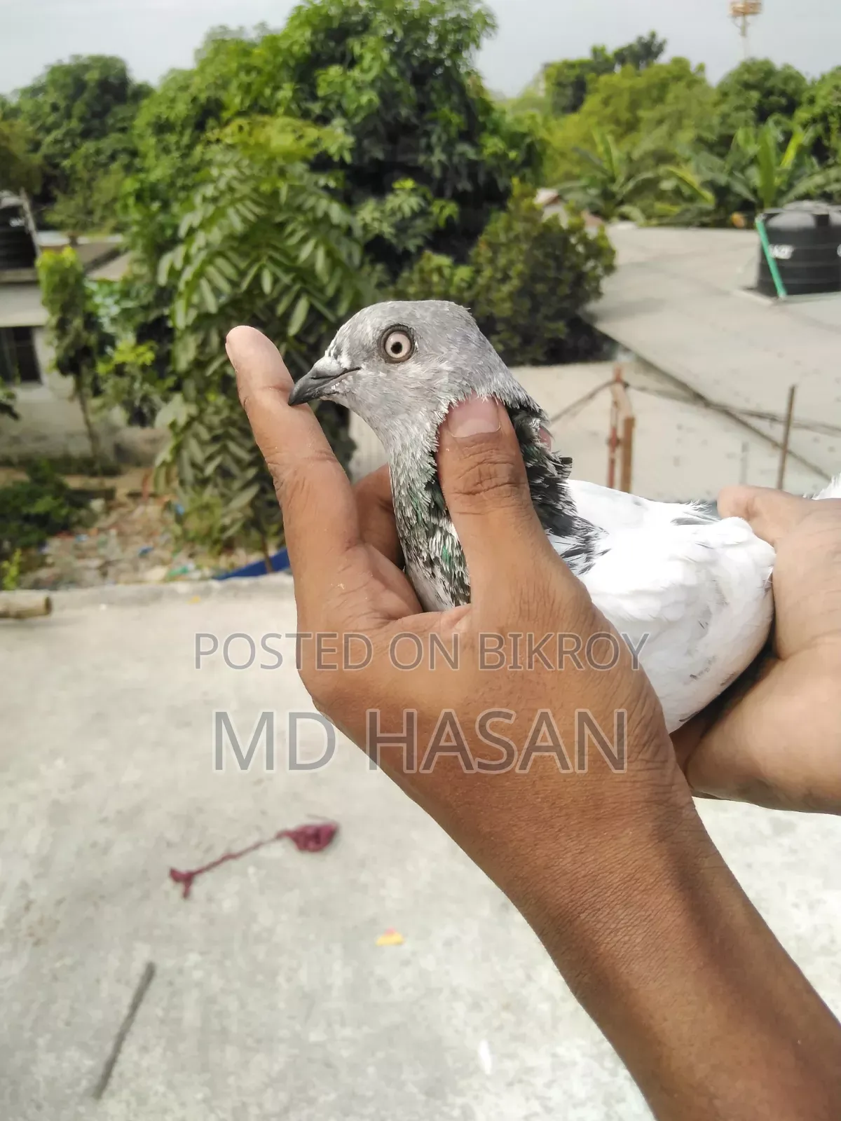 মাদি কবুতর