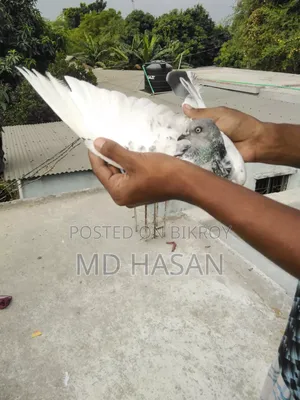 মাদি কবুতর