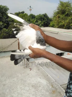 Female Pigeon