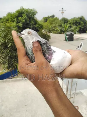 Female Pigeon