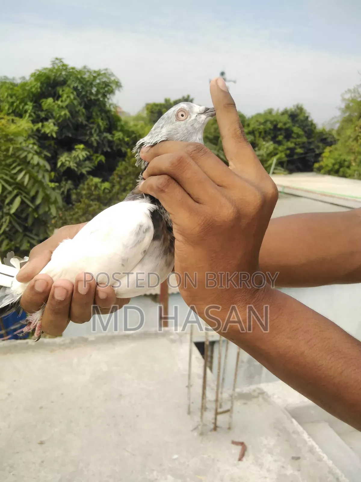 Female Pigeon