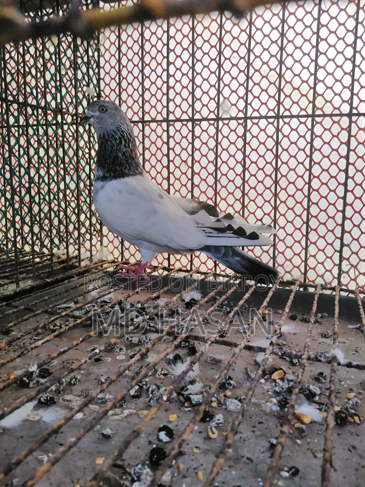Female Pigeon