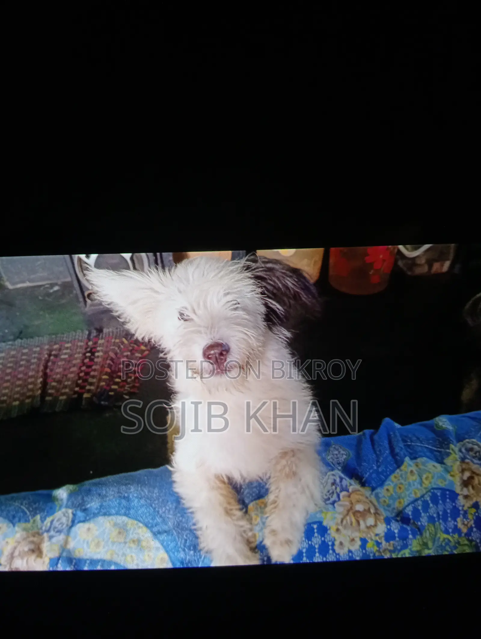 1-3 months Female Purebred Lhasa Apso