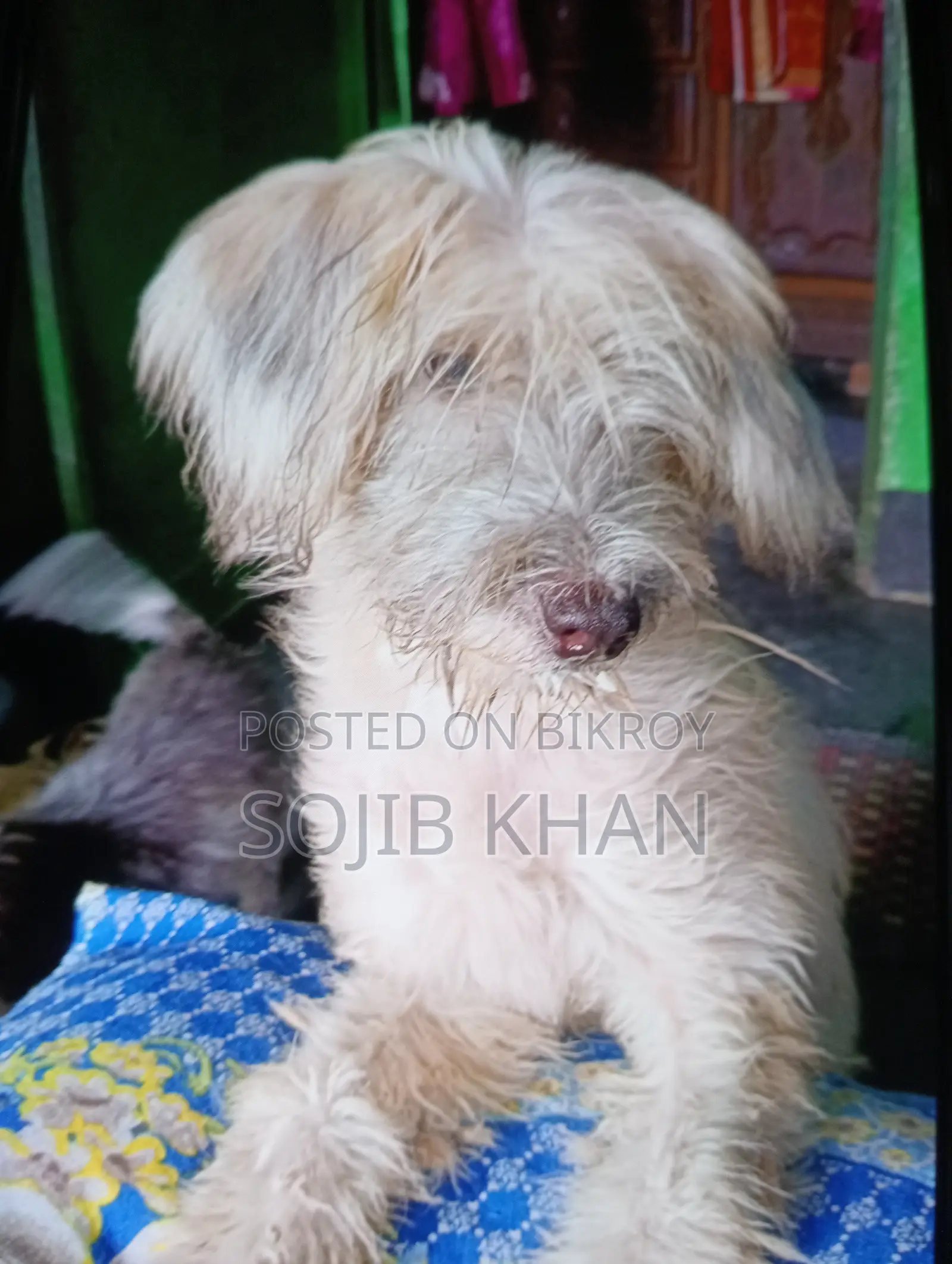 1-3 months Female Purebred Lhasa Apso