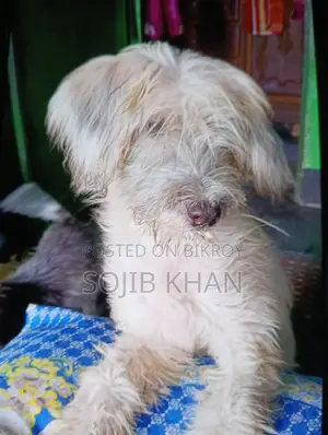 1-3 months Female Purebred Lhasa Apso